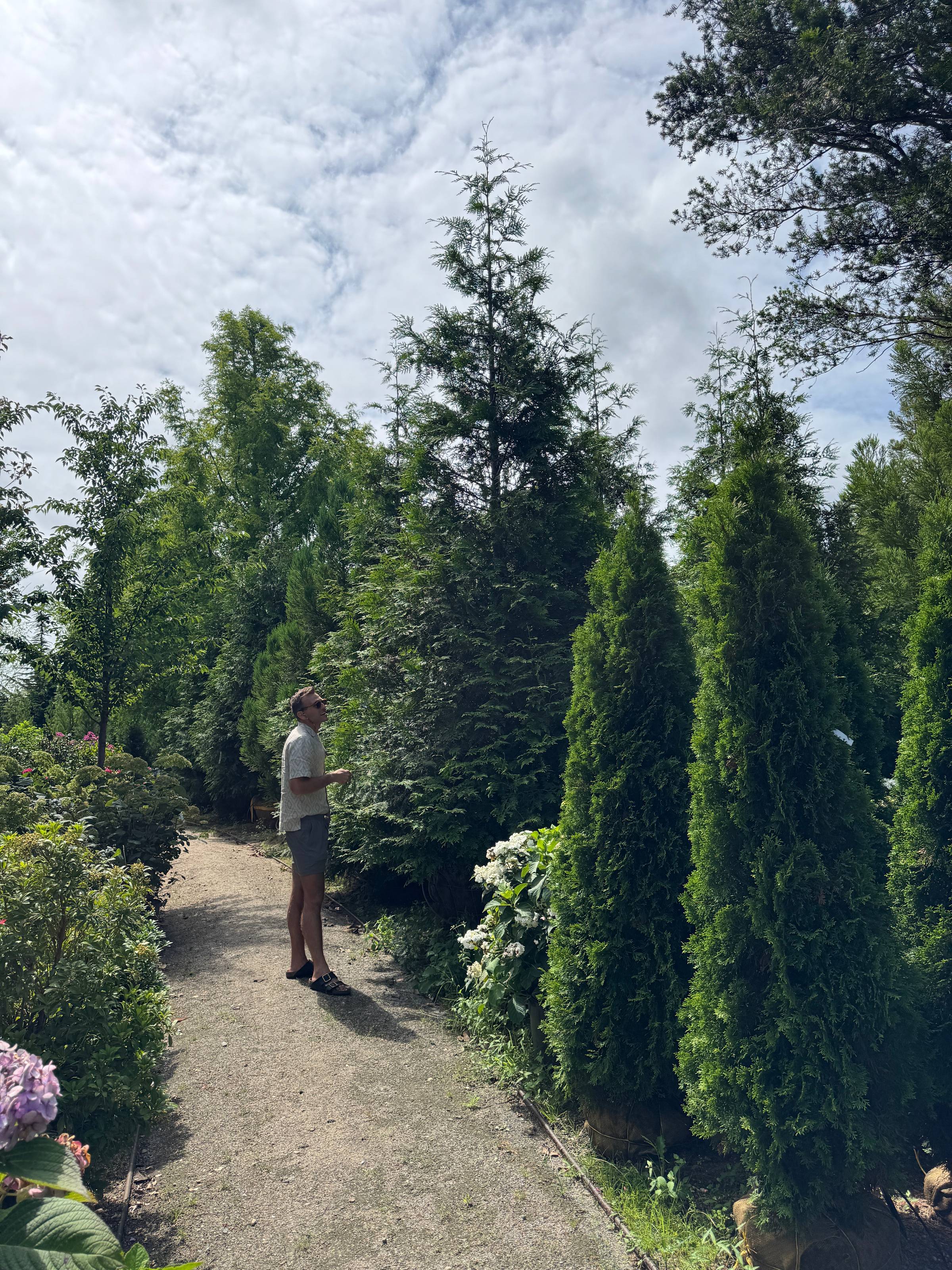 Kaleb Wyse standing in front of large trees for sale.