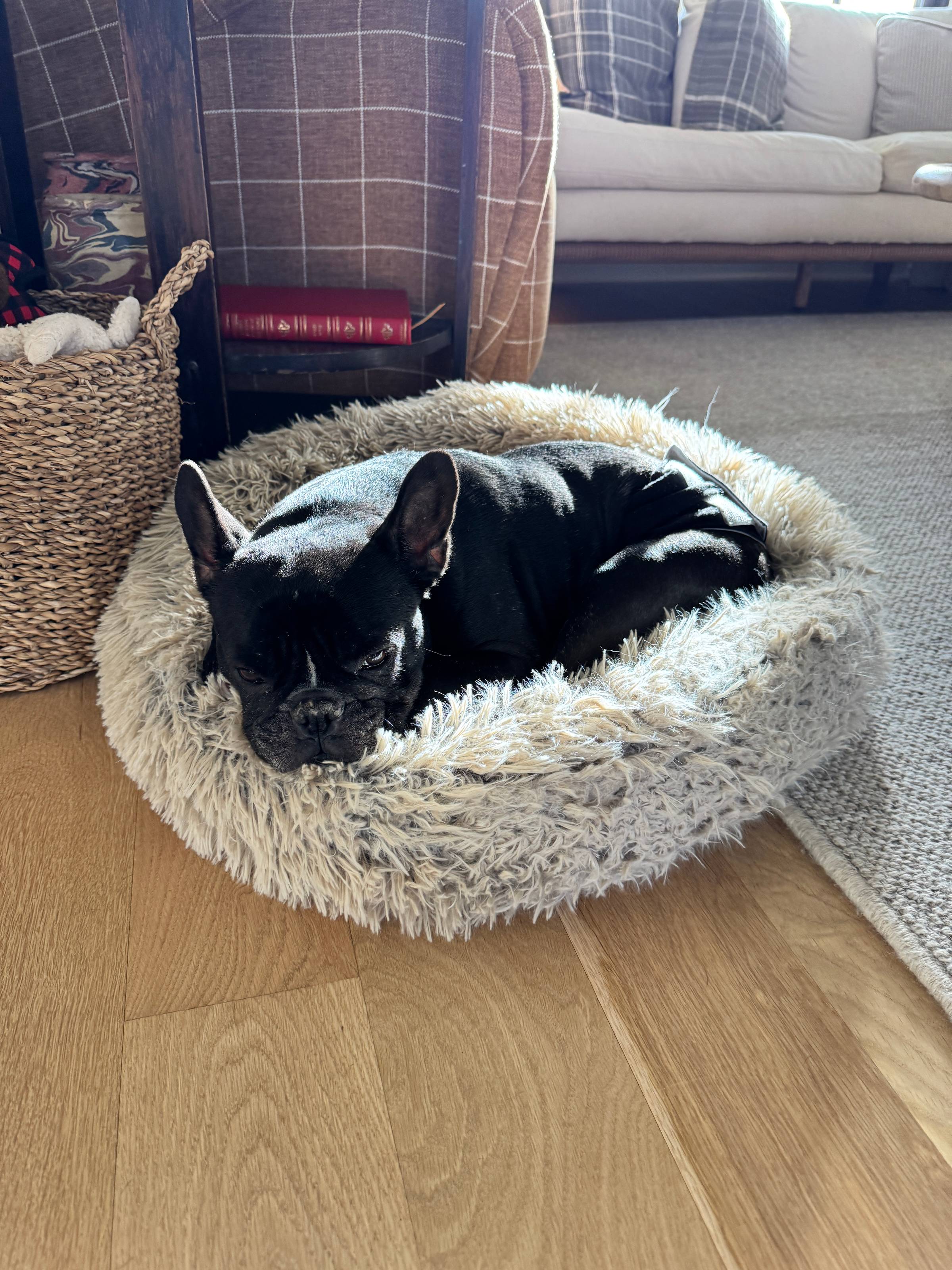 Black French bulldog sleeping in the sun on a bed.
