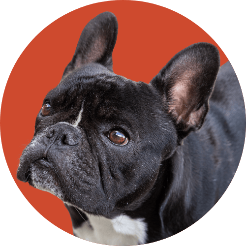 Black French bulldog named Kip standing in front of red background.