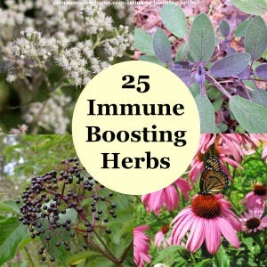 Immune boosting herbs and spices
