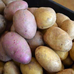 potato harvest