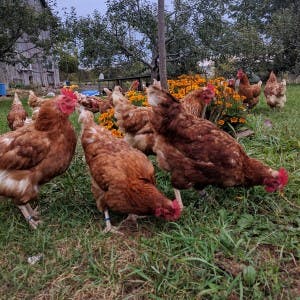 best laying hens