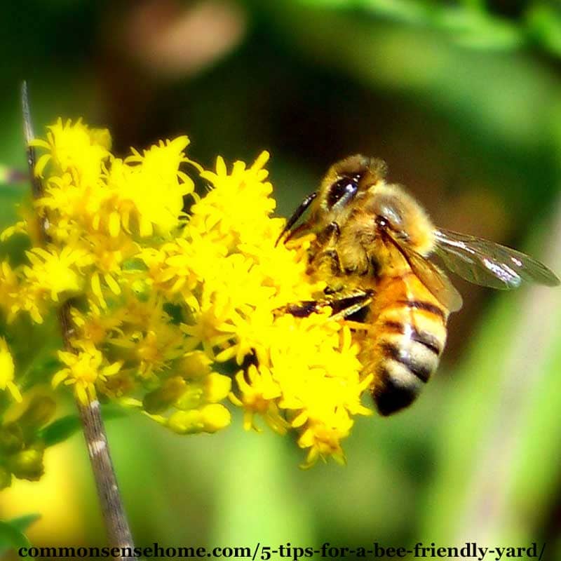 bee friendly yard