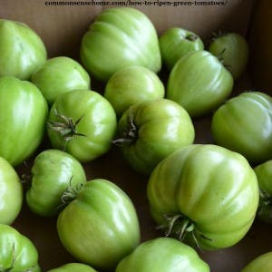 ripening green tomatoes