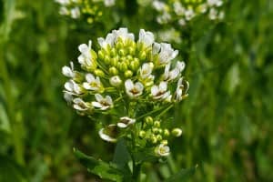Field Pennycress
