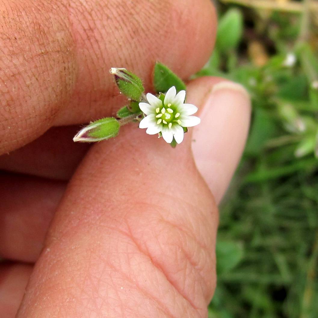 chickweed