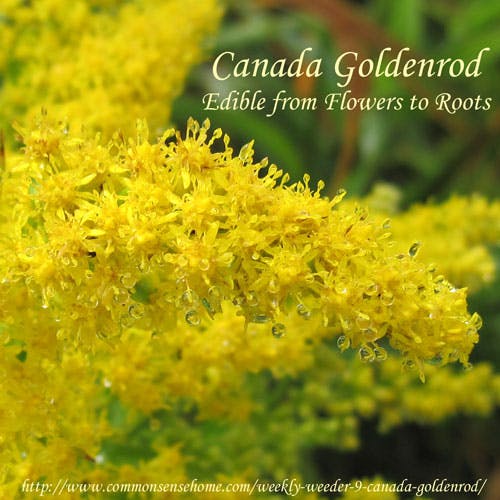 Canada goldenrod