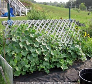 vertical gardening