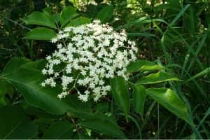 Elderflowers