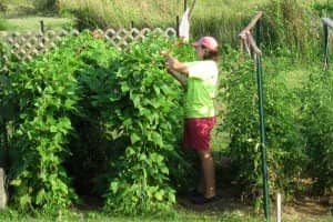 Picking Pole Beans