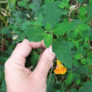 jewelweed