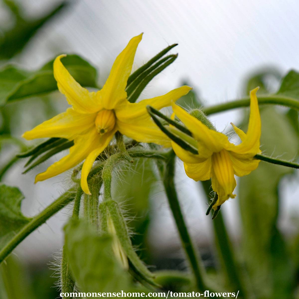 tomato flowers