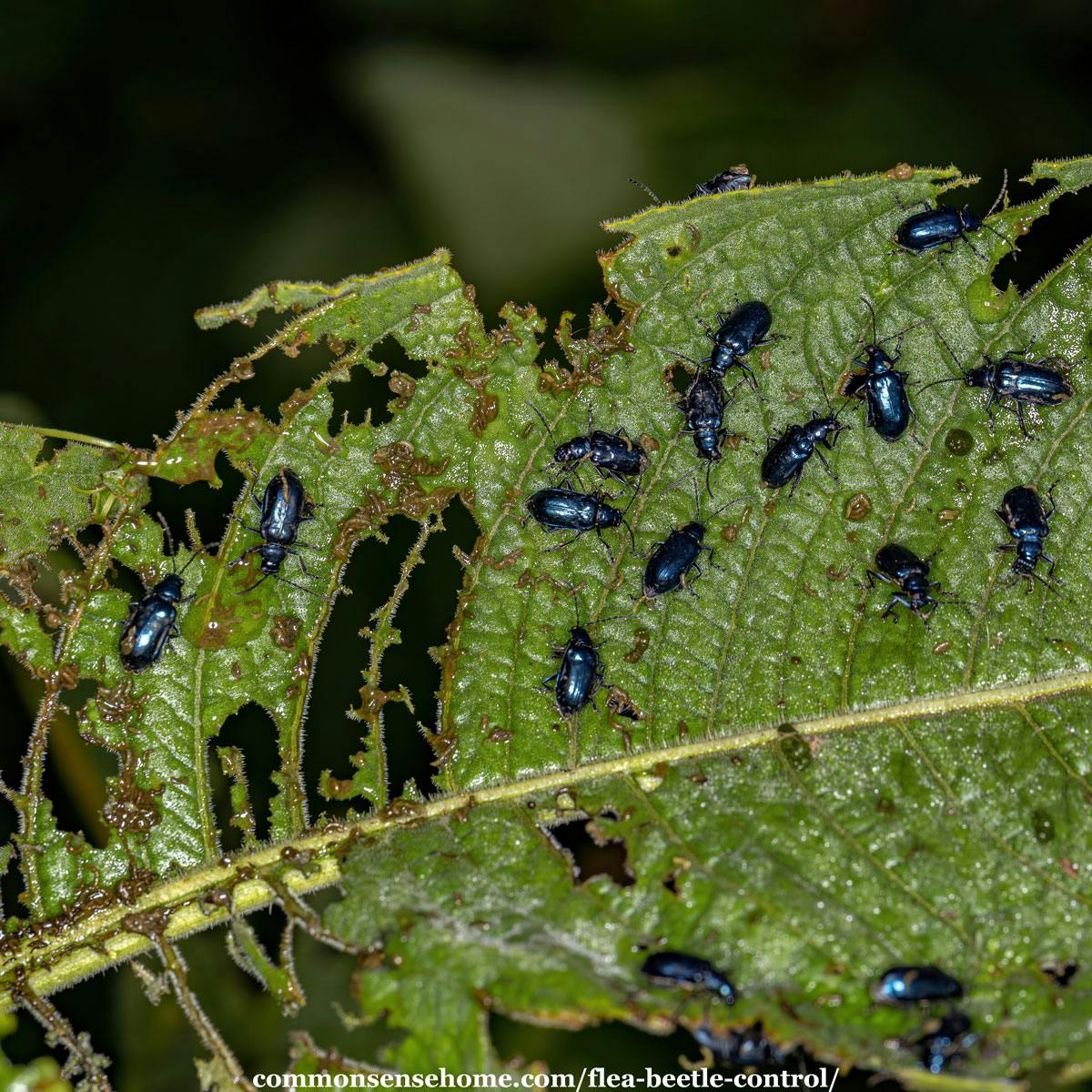 flea beetle control