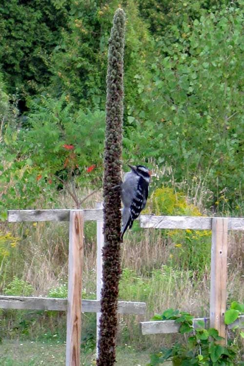 woodpecker on mullein