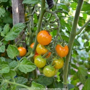 tomatoes on a trellis