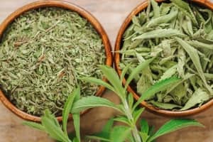 stevia