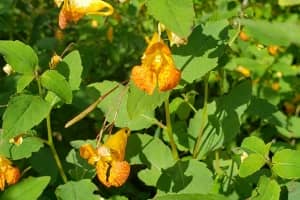 Jewelweed