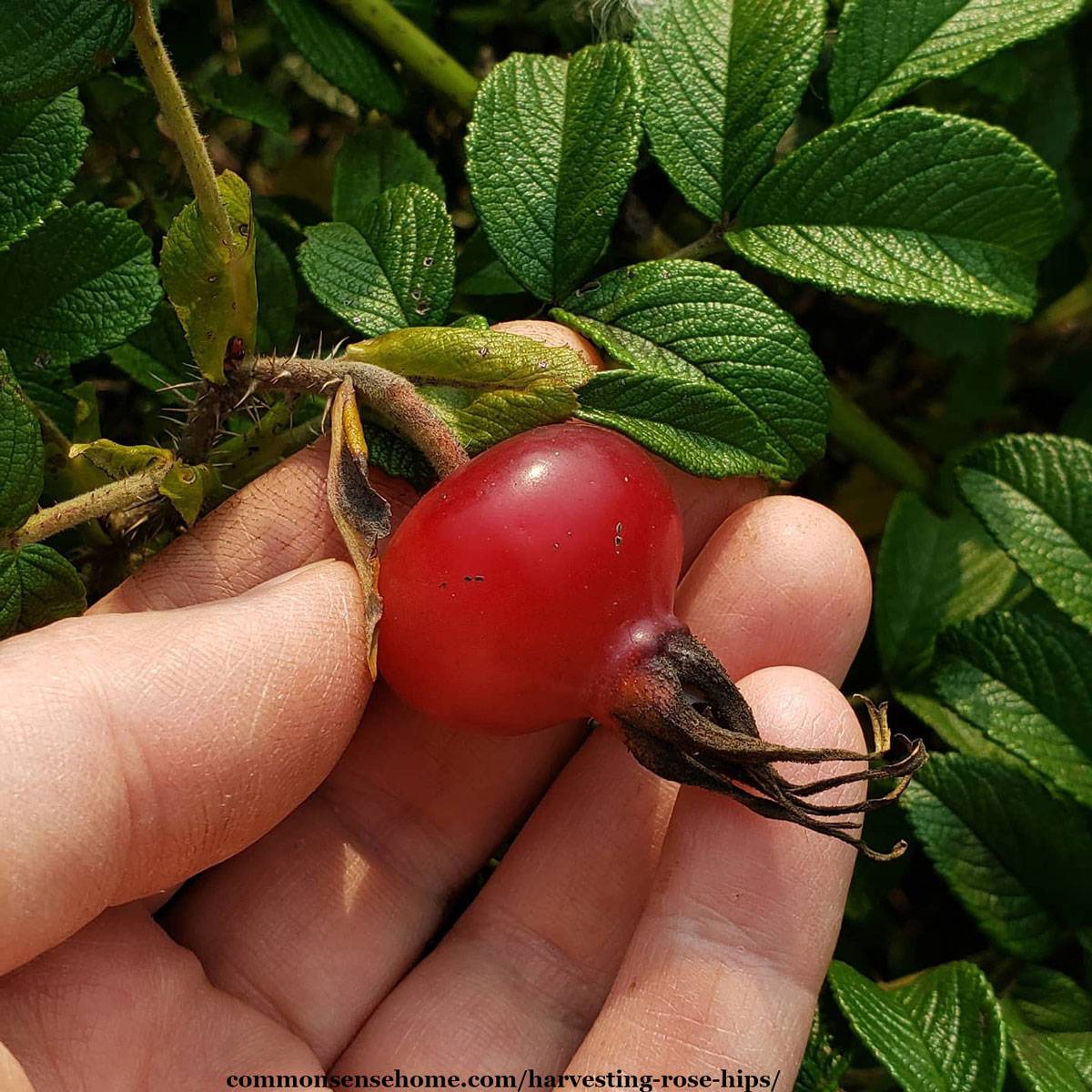 harvesting rose hips