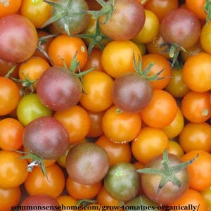 growing tomatoes organically