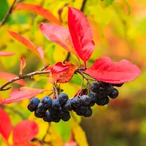 aronia berries