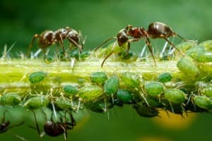 Get Rid of Aphids Naturally