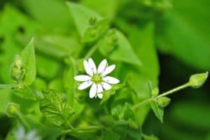 chickweed flower