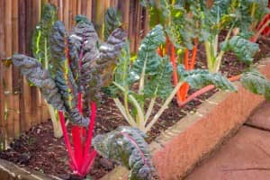 Vegetables that Grow in Shade