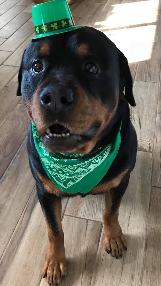 Lila The Irish Rottweiller