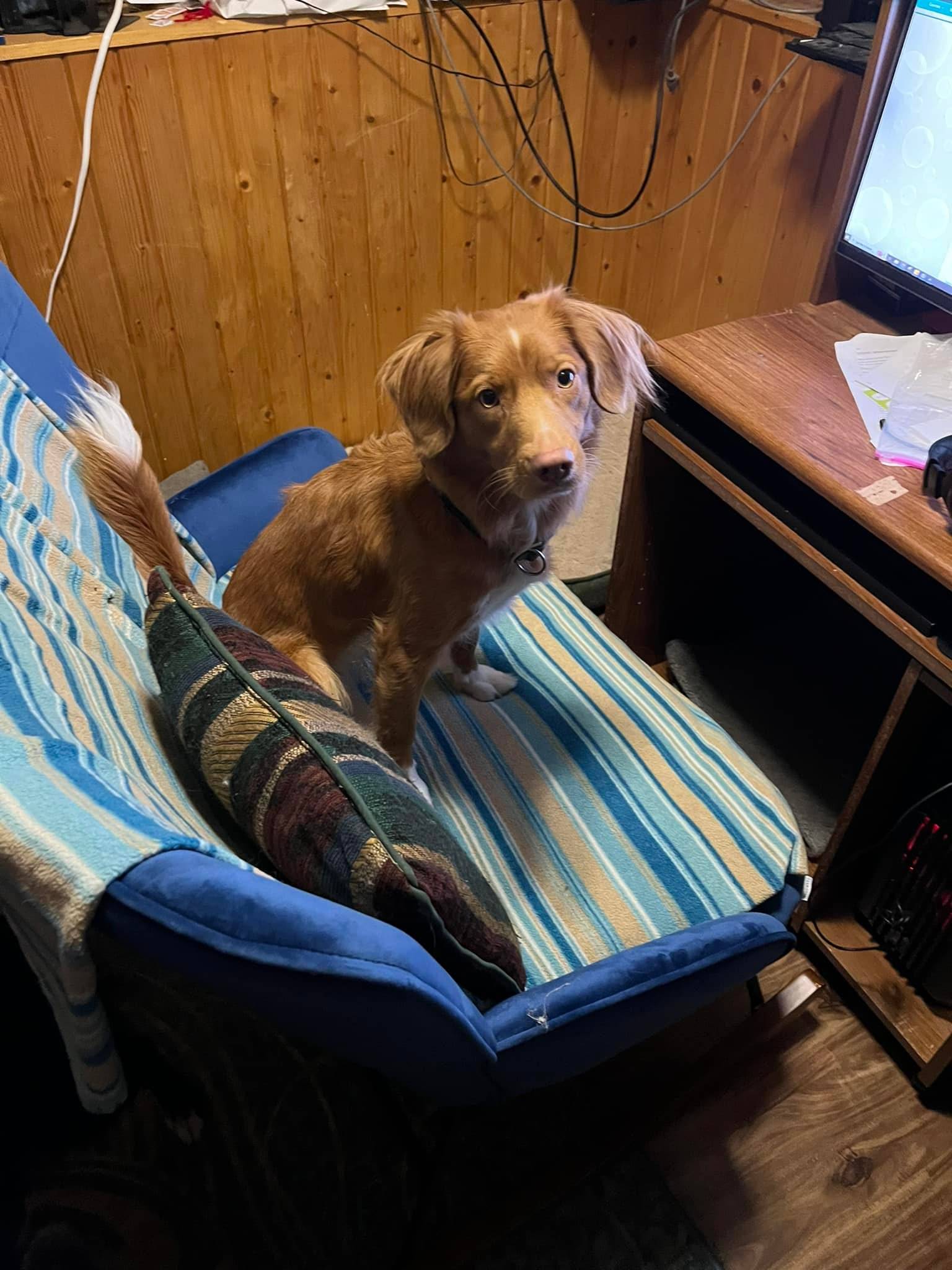 Million dollar idea- office chair with room for your pet!
Ginny’s been extra insistent lately on crawling onto me when I’m trying to work. A search for such a chair does not exist. I wanted ability to lean back, not super big in length or width, arms to prevent dog from falling off, ability to tuck legs slightly underneath, and somewhat supportive. 

One such furniture in my searching showed promise and has arrived! Ginny approves!  Loot doesn’t know how but to cuddle but he tried!