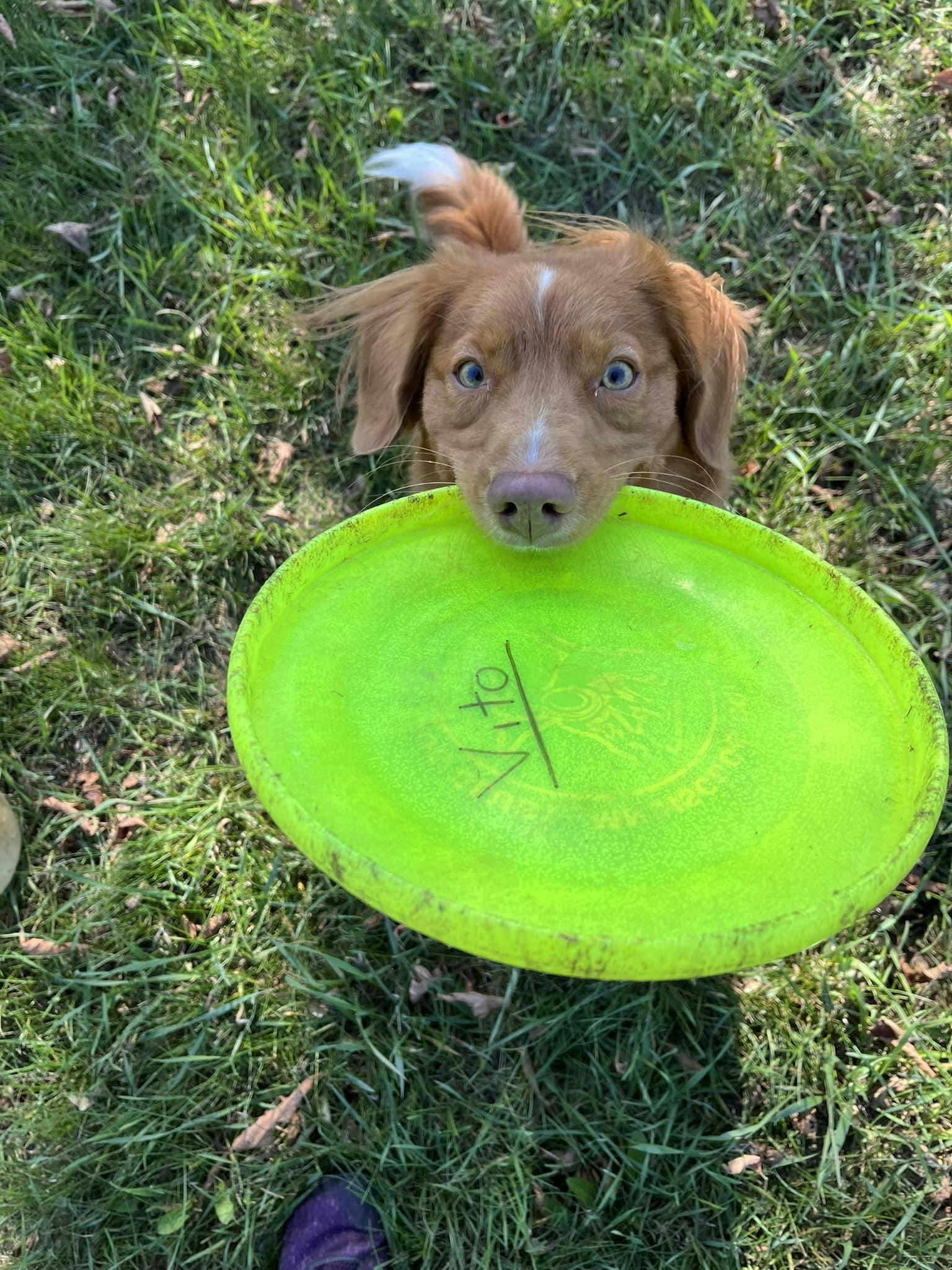 I had so much fun at FDSA camp this last weekend! It was fun seeing students and their dogs doing SO well in each lab I got to watch and teach. Everyone did  a great job of supporting their dog in such a difficult environment. 

 I came home eager to work my dogs. And after watching Sara Brueske, I even fetched out my discs from more than 10 years ago.  Ginny and Loot now have the honor of being introduced to Vito’s favorite sport even though he could only safely do rollers.