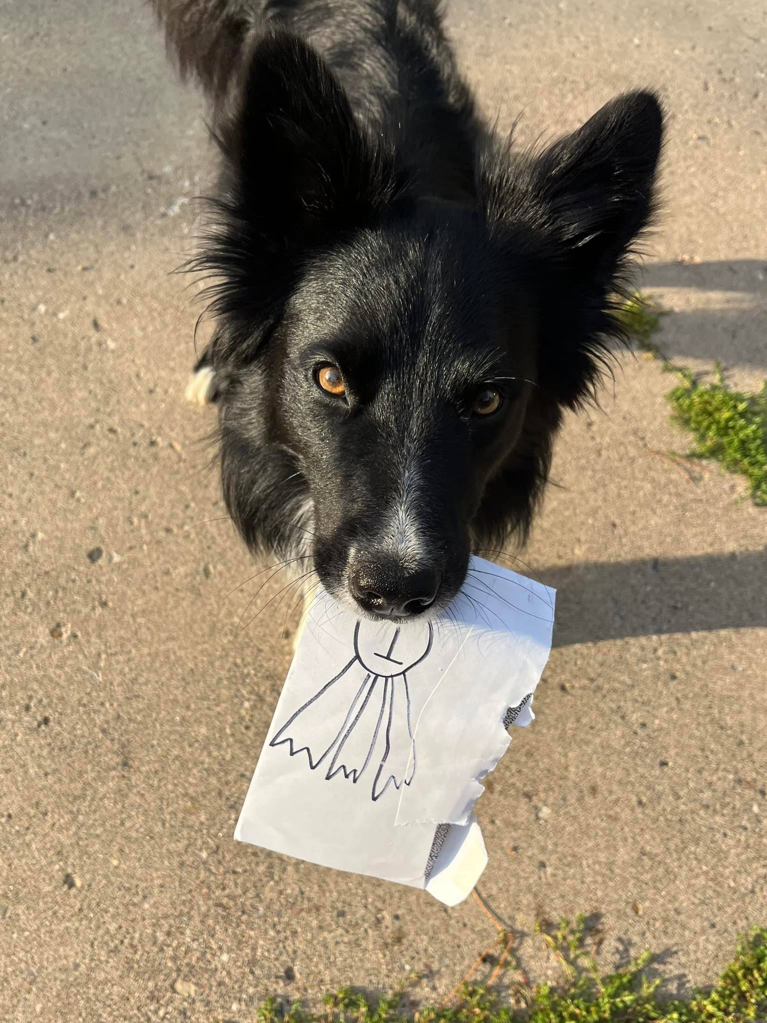 Did I mention that I'm teaching retrieves this session?! You may be thinking that you don't do obedience, so why would you possibly want to teach a (non toy) retrieve? 

I have one word for you.
Pictures.

How can you possibly take a cute picture of your dogs' holding stuff if they can't hold?! Holiday photos ruined!

I mentioned a few days ago that Loot got his first agility title, but you know what I didn't have?  A hold of the ribbon!  Granted I could have taken a few minutes to teach him it, but I was wanting to leave and thus I didn't. 
So today I rectified that.  I took a small amount of time to generalize his hold so I am prepared for the future!
Practicing for his wins.