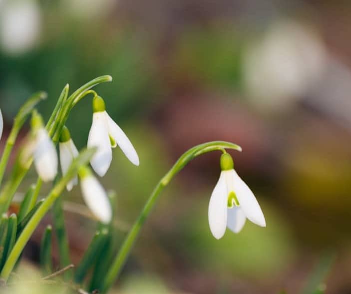 A group of small white flowers growing out of the ground