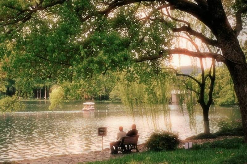 Couple sitting on bench by lake under tree