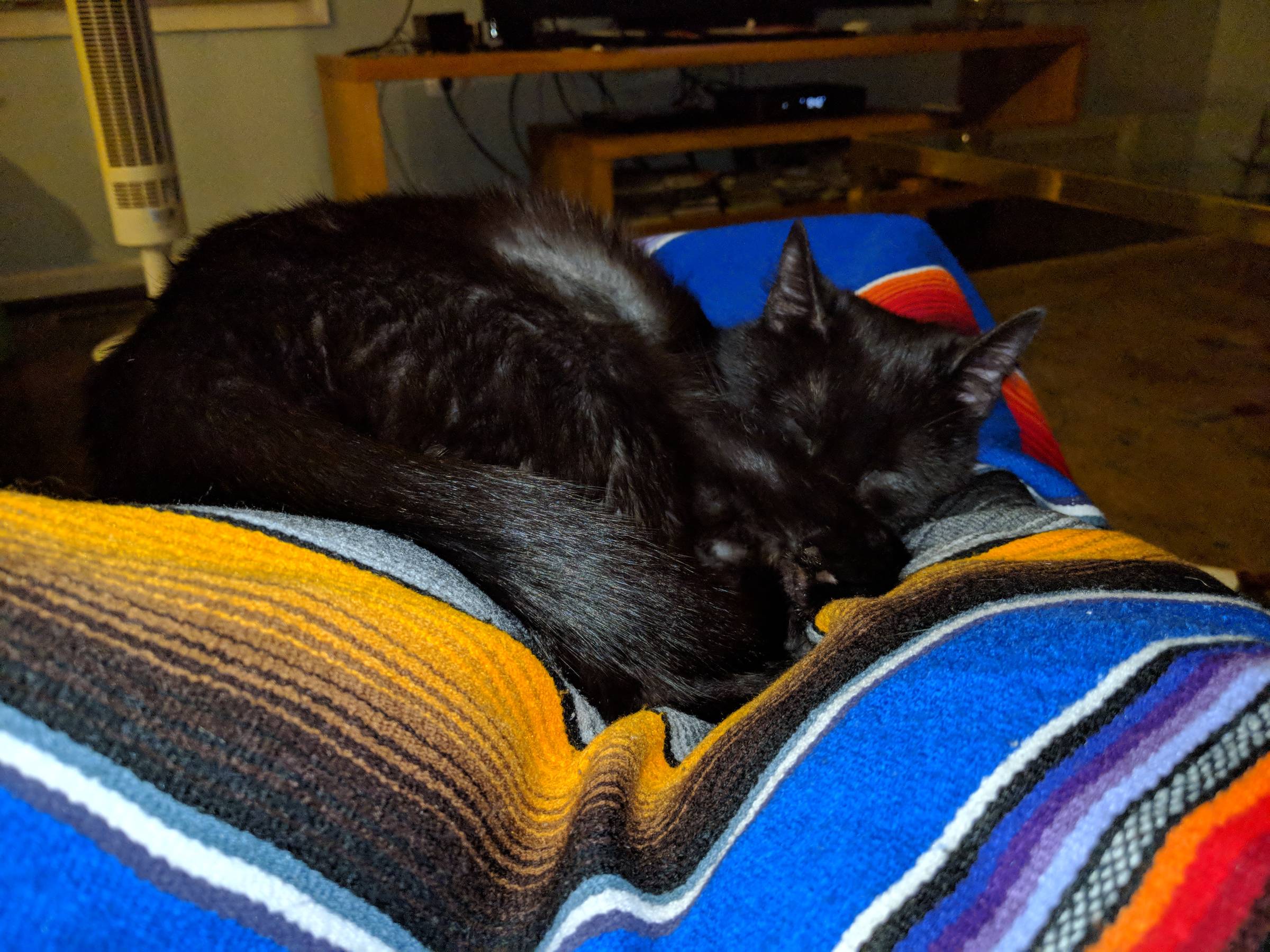 Black cat resting on a colorful blanket during a restorative yoga moment, representing supported rest and ease