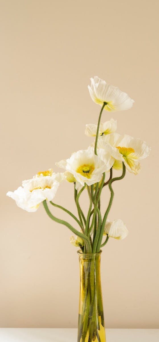 white moth orchids in clear glass vase
