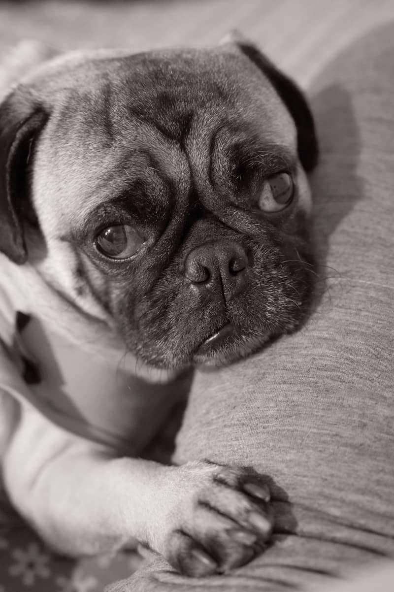 A pug dog laying on a bed with a cup of coffee