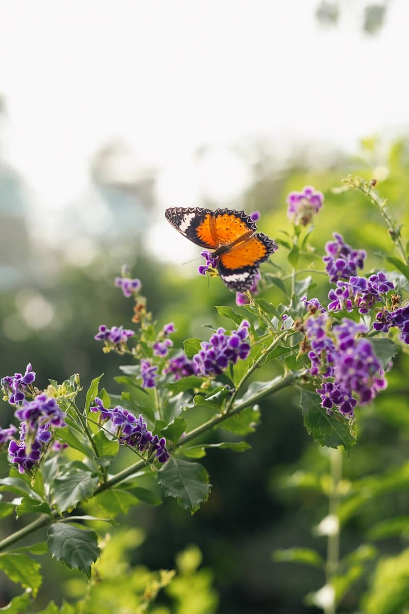 A butterfly rests on purple flowers in the sunlight.