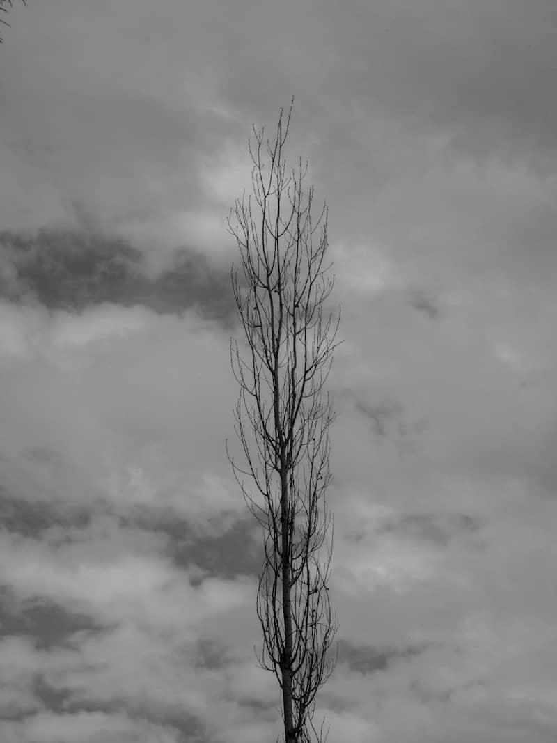 A black and white photo of a tree with no leaves