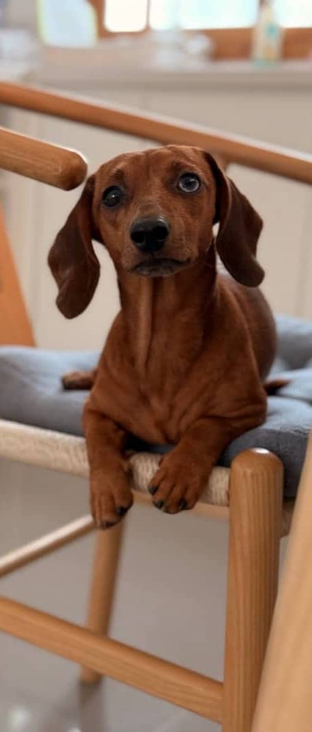 A brown dog sitting on top of a wooden chair