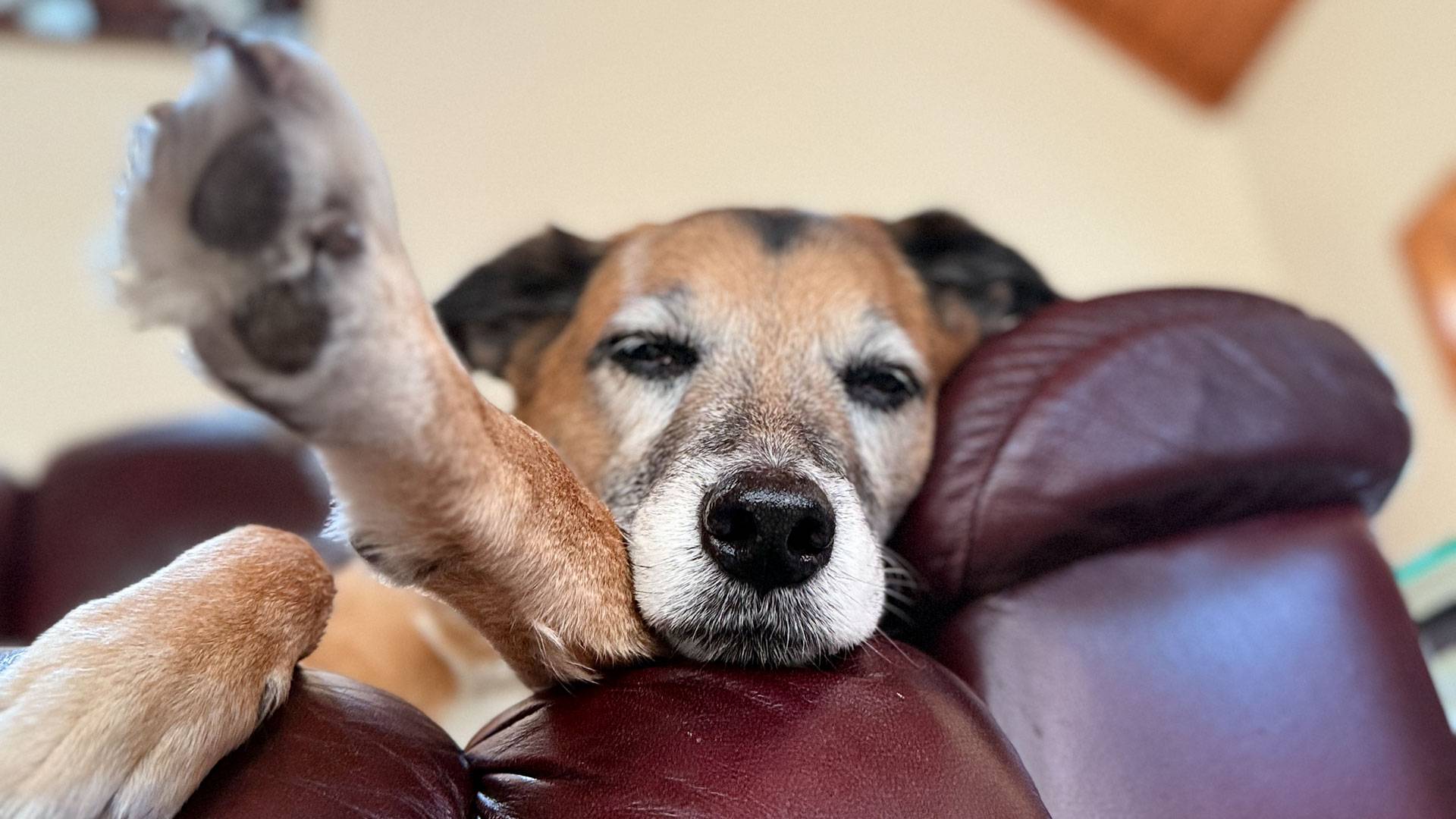 Sweet senior dog Rumi resting peacefully