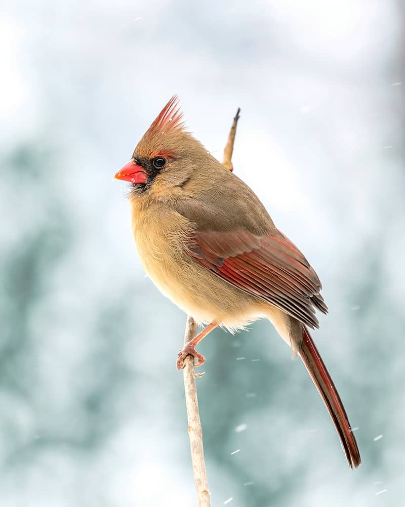female cardinal