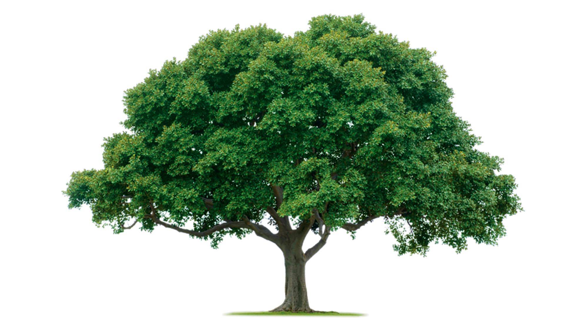 Earth Day just might be a Jewish holiday