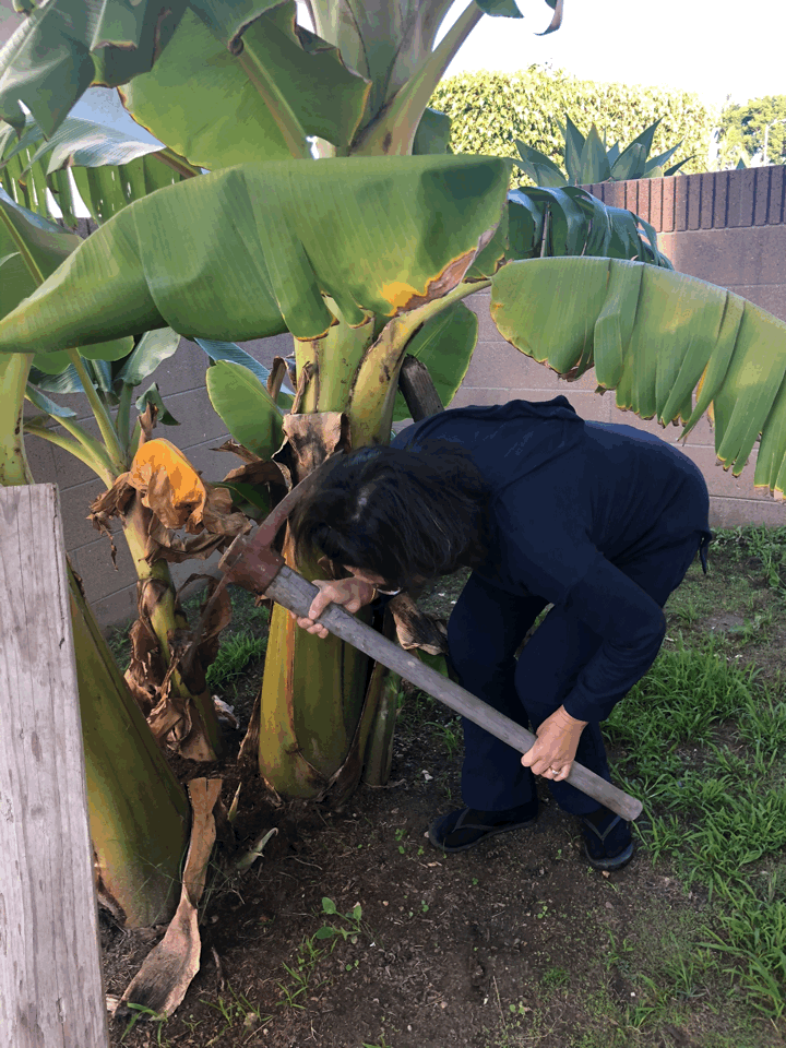 An Asian mom enthusiastically takes a pick axe to a banana tree in an effort to take a cutting for her garden.