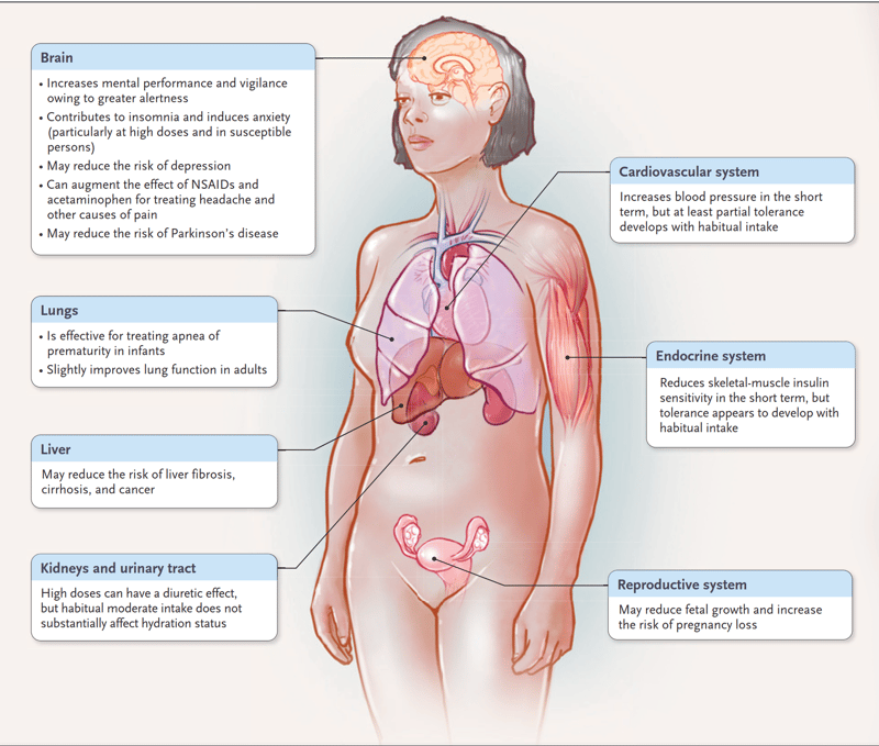 A figure of a woman with arrows pointing to the different internal organs to describe what are the effects of caffeine to the body. effectiveness of the pain medications you take for headaches. But may also cause insomnia and anxiety.  Lungs - May improve your lung function a little.  Heart - Increases the blood pressure but the more coffee you take, you can develop some tolerance to it.  Endocrine system - It might affect the body’s ability to know when to release insulin into the bloodstream. So the body may not be able to break down the sugar in the blood. But, over time, the body develops a tolerance for it  Liver - May reduce risk of liver cancer and cirrhosis.  Kidneys - The diuretic effect of caffeine means that you will need to pee more. Can lead to dehydration if you don’t watch your water intake to compensate that.  Reproductive System - Caffeine may affect the growth of the baby, and increases the risk of pregnancy loss.