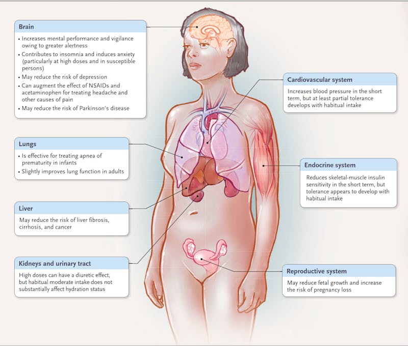 A figure of a woman with arrows pointing to the different internal organs to describe what are the effects of caffeine to the body. effectiveness of the pain medications you take for headaches. But may also cause insomnia and anxiety.  Lungs - May improve your lung function a little.  Heart - Increases the blood pressure but the more coffee you take, you can develop some tolerance to it.  Endocrine system - It might affect the body’s ability to know when to release insulin into the bloodstream. So the body may not be able to break down the sugar in the blood. But, over time, the body develops a tolerance for it  Liver - May reduce risk of liver cancer and cirrhosis.  Kidneys - The diuretic effect of caffeine means that you will need to pee more. Can lead to dehydration if you don’t watch your water intake to compensate that.  Reproductive System - Caffeine may affect the growth of the baby, and increases the risk of pregnancy loss.