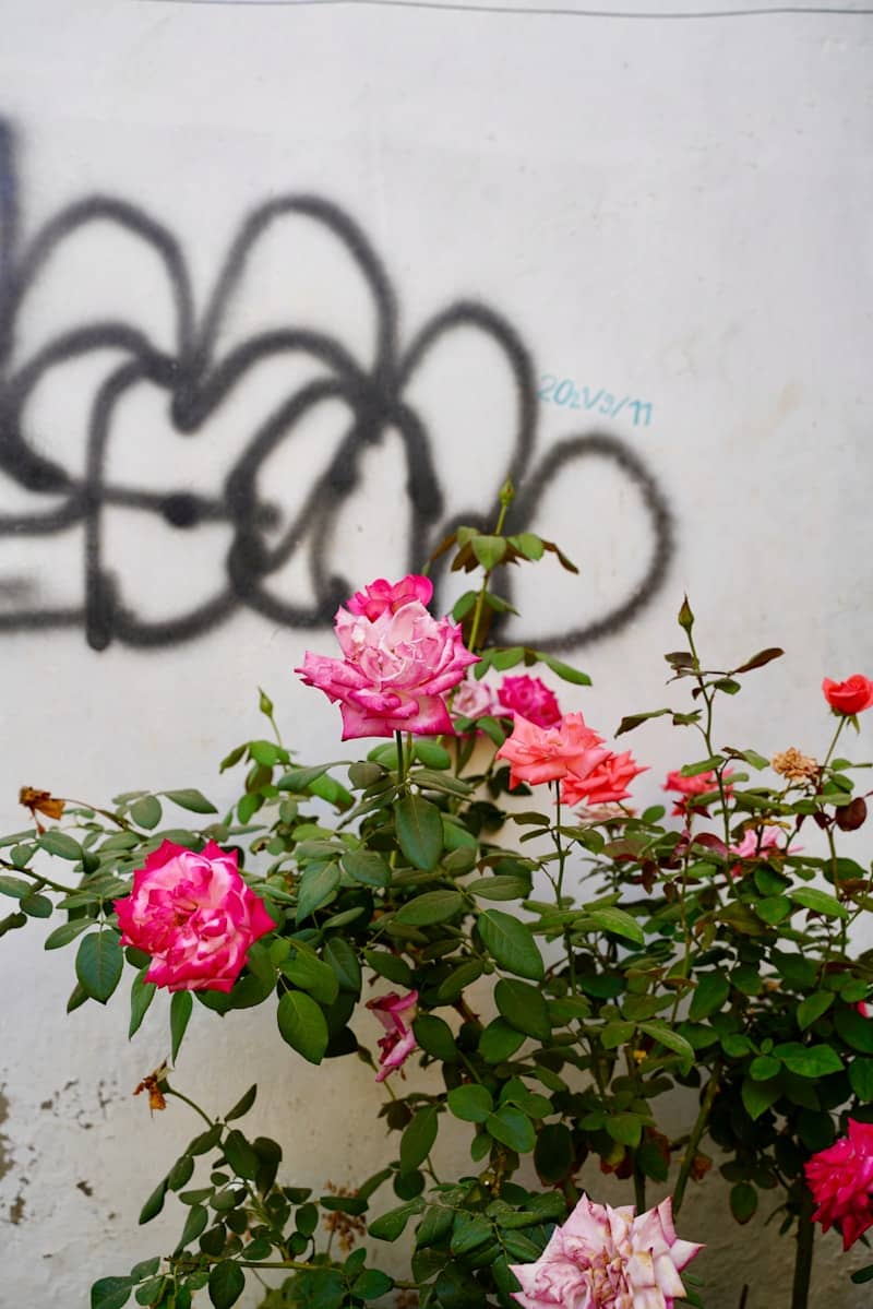Pink roses bloom against a graffiti-covered wall