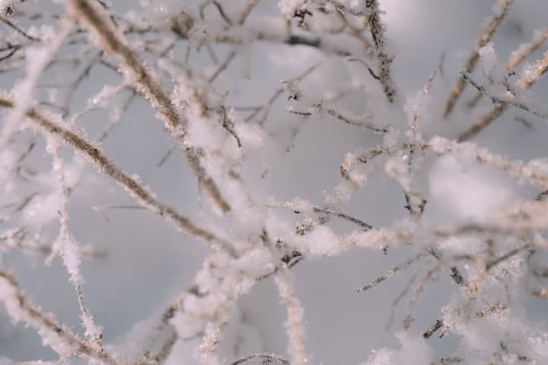 Snow-covered branches of a tree in winter