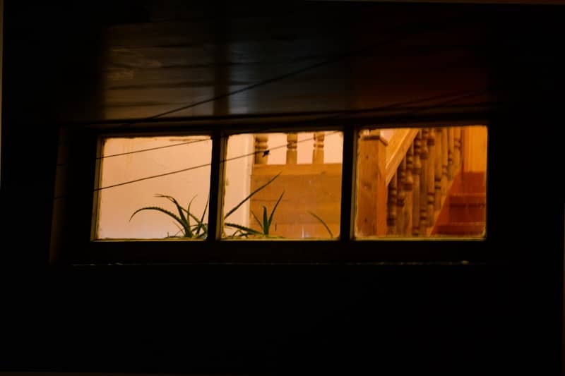 Warm light glows from a window onto houseplants.
