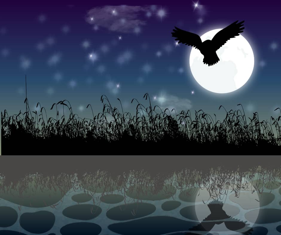 Hunter's Moon & Owl - what opportunities are there for growth in the dark?