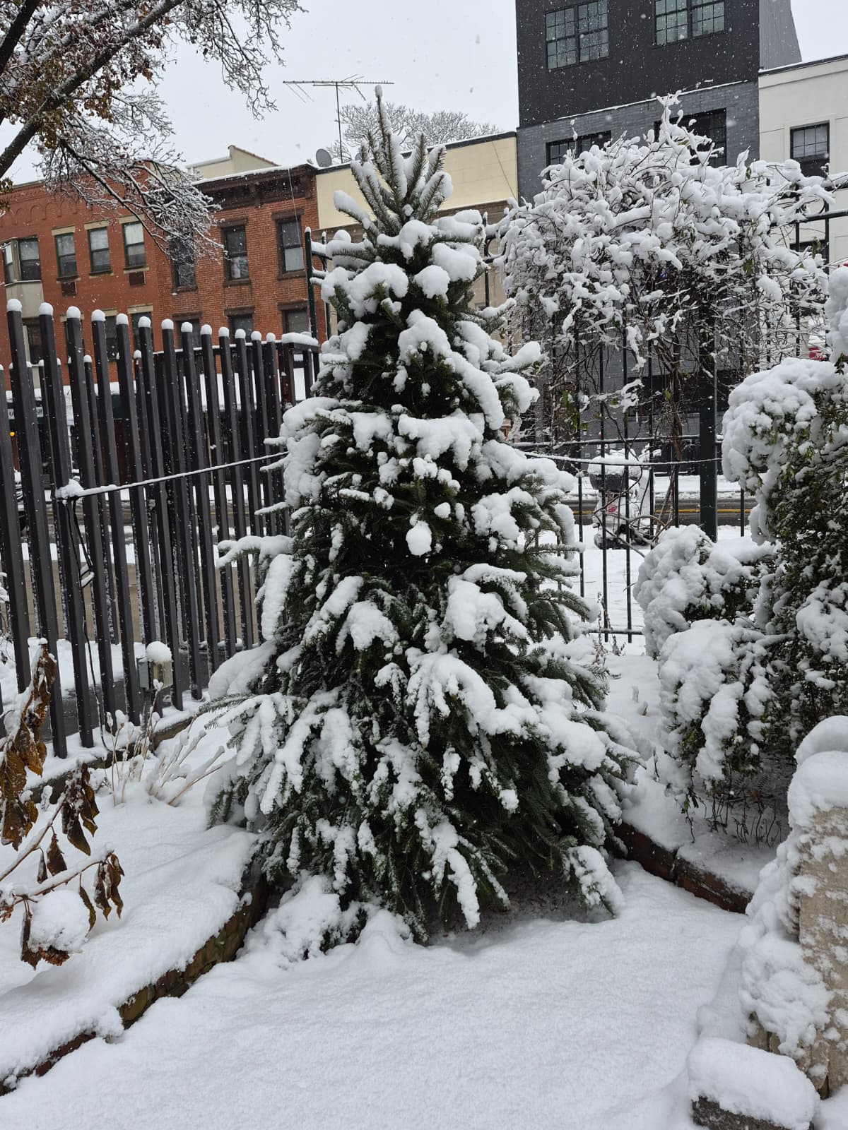 Tree covered with snow